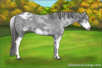Horse Color:White Spotted Blue Roan Splash Frame Appaloosa 