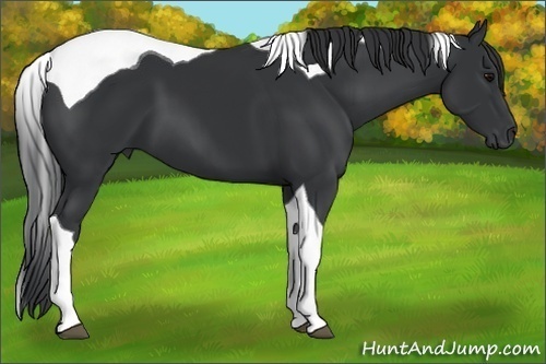 Horse Color:Black Tobiano 
