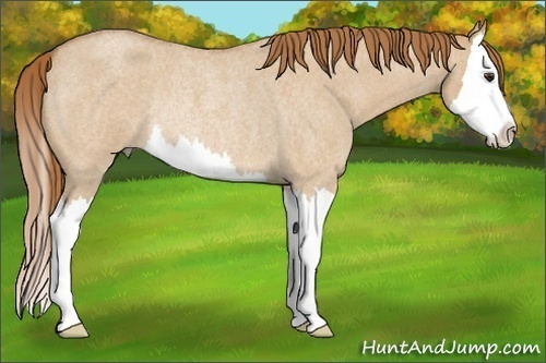 Horse Color:Red Dun Roan Splash Rabicano