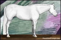 Horse Color:Gray Silver Amber Cream Champagne Roan Dun Splash Tobiano Frame Appaloosa Rabicano
