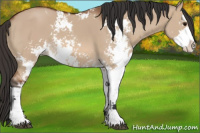 Horse Color:Bay Dun Sabino 