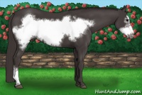 Horse Color:Smoky Black Frame 