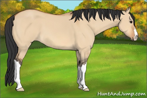 Horse Color: Bay Dun 