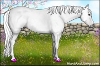 Horse Color:Gray Chestnut 