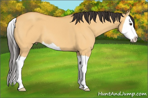 Horse Color: Buckskin Dun Splash 