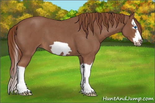 Horse Color: Red Roan Splash Frame 