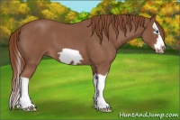 Horse Color:Red Roan Splash Frame 