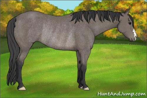 Horse Color: Black Rabicano 