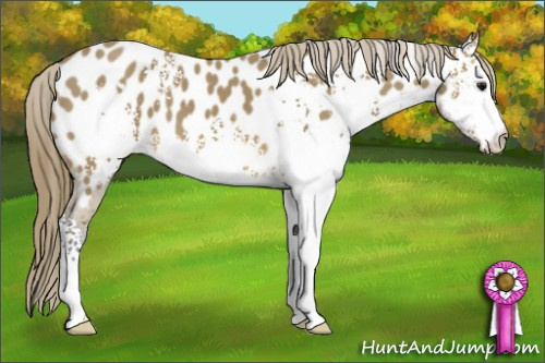 Horse Color: White Spotted Buckskin Near Leopard 