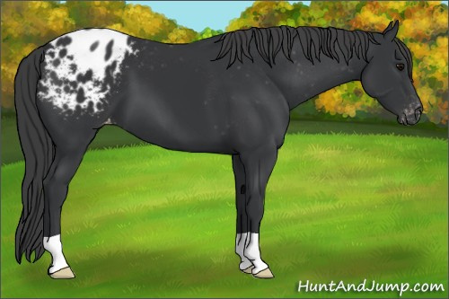Horse Color: Brown Blanket 