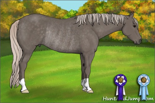 Horse Color: Silver Black Rabicano 
