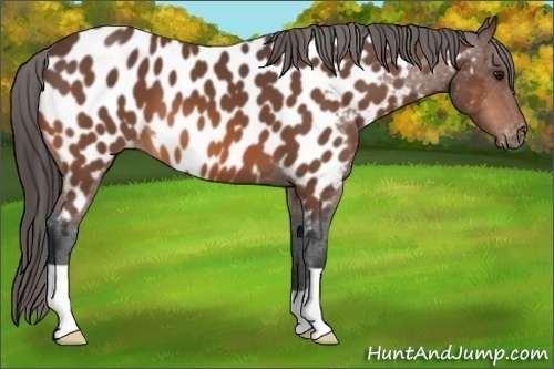 Horse Color: Bay Near Leopard 