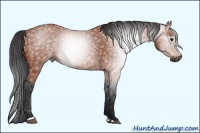 Horse Color:Gray Bay Sabino 