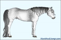 Horse Color:Gray White Spotted Black
