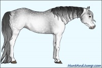 Horse Color:Gray White Spotted Black 