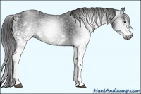 Horse Color:Gray White Spotted Black
