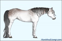 Horse Color:Gray White Spotted Bay Rabicano 