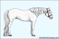 Horse Color:Gray White Spotted Bay 
