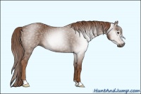 Horse Color:Gray Chestnut