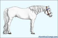 Horse Color:Gray Black 