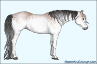 Horse Color:Gray White Spotted Bay 