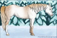 Horse Color:Gray Gold Champagne 