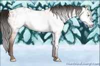 Horse Color:Gray Amber Champagne Appaloosa 