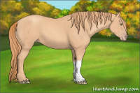Horse Color:Gold Champagne 