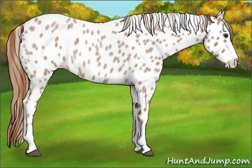 Horse Color:Red Roan Splash Appaloosa 