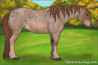 Horse Color:Red Roan 