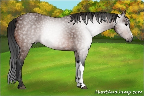 Horse Color:Unknown 