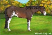 Horse Color:Brown Sabino