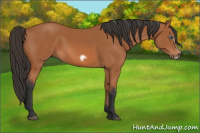 Horse Color:Bay Frame 
