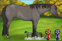 Horse Color:Smoky Grullo Roan 