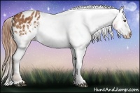 Horse Color:Chestnut Tobiano Appaloosa 