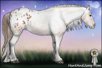 Horse Color:Bay Tobiano Appaloosa 