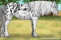 Horse Color:Black Appaloosa 