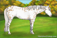 Horse Color:Silver Buckskin Frame Appaloosa 