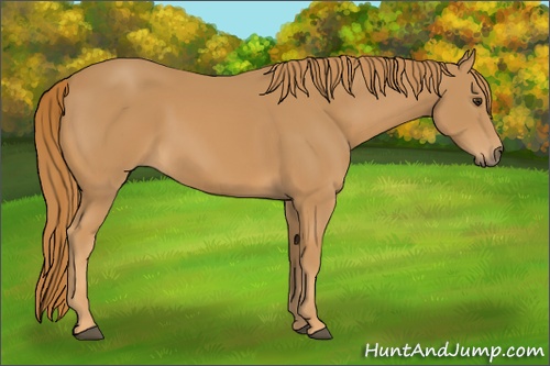Horse Color: Chestnut Rabicano 