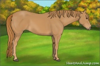 Horse Color:Chestnut Rabicano 
