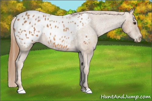 Horse Color: Chestnut Blanket 