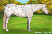Horse Color:Chestnut Appaloosa 
