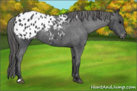 Horse Color:Black Appaloosa 