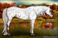 Horse Color:Silver Brown Near Leopard 