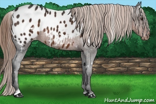 Horse Color: White Spotted Liver Chestnut Sabino Blanket 