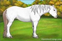 Horse Color:White Spotted Bay Dun Appaloosa 