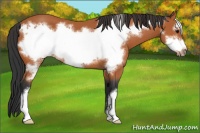 Horse Color:Bay Frame 