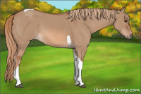 Horse Color:Liver Red Dun Tobiano 