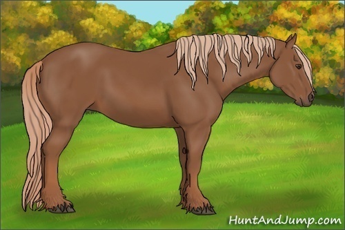 Horse Color:Chestnut Sabino 