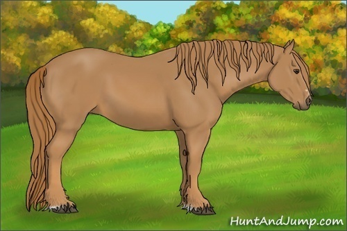 Horse Color:Chestnut Sabino